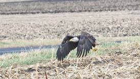 Learn about hawks, eagles and other raptors on Nov. 12, near Oregon