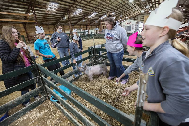 Elsie Viall of the AFC FFA brought in her porcine friend London to meet fifth graders from Lee County Friday, April 25, 2025, at Ag Expo.