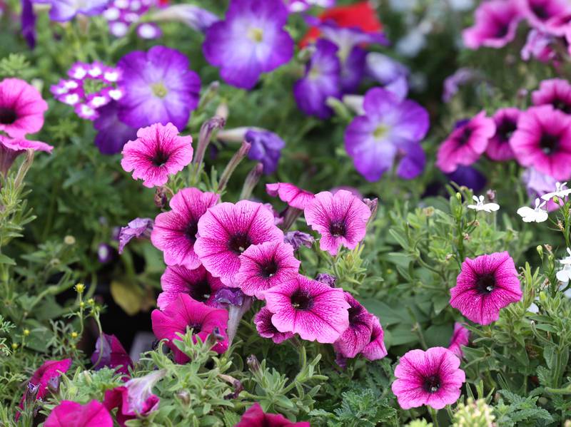 Some flowers available Wednesday, June 21, 2024, at Blumen Gardens in Sycamore.
