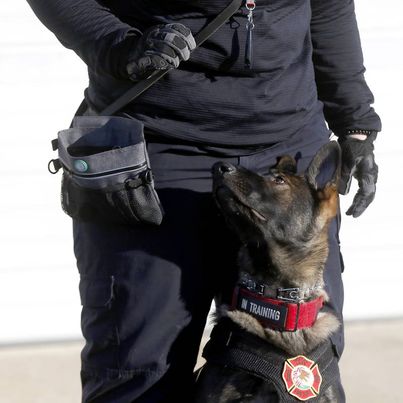 Wonder Lake firefighter and paramedic Ginelle Hennessey works with 7-month-old Jäger, a German shepherd getting trained as a search-and-rescue dog, Tuesday, Jan. 31, 2023, at Wonder Lake Fire Protection District Station 1, 4300 E. Wonder Lake Road in Wonder Lake. Once trained, the dog will be the first fire department search-and-rescue dog in McHenry County.