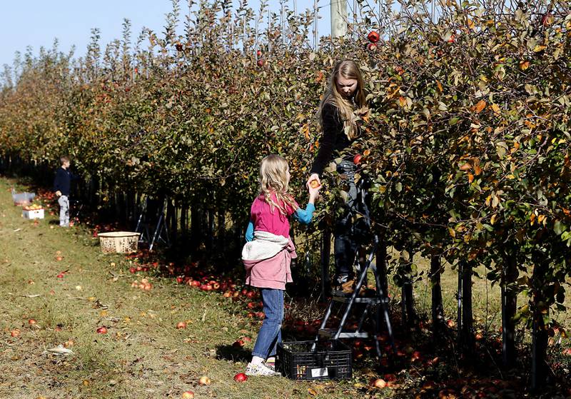 Kasi Steinman, 16, hands a freshly picked apple to her sister, Ewa, 12, on Thursday, Nov. 7, 2024, while picking apples for the La Grange Bible Church Food Pantry at Stade's Farm north of Johnsburg. Every year at the end of the season, Stade's Farm owner Vernon Stade invites nonprofits, food pantries and other organizations to come pick what's left in their fields for free.