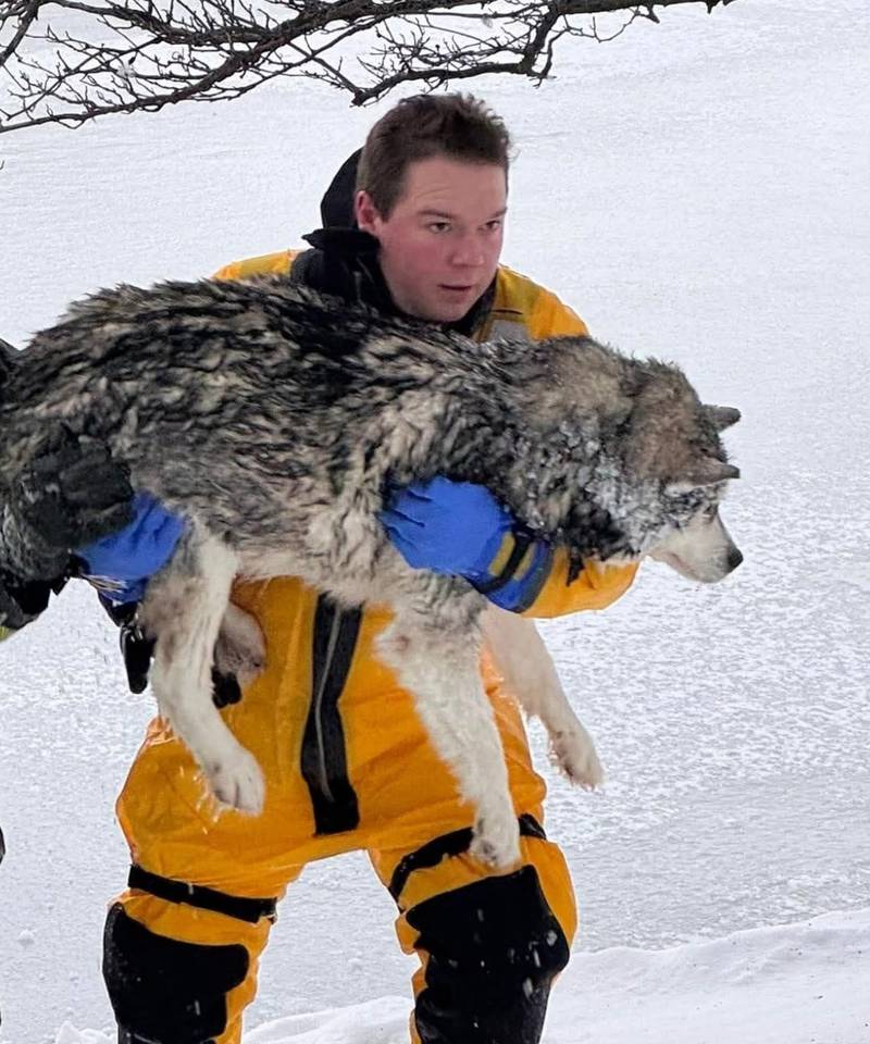 Fox River and Countryside Fire/Rescue firefighter John Wilson carries a husky rescued from falling through the ice in a pond in   the 36W400 block of Hunters Gate Road, St. Charles Township, early Monday, Dec. 15, 20205.