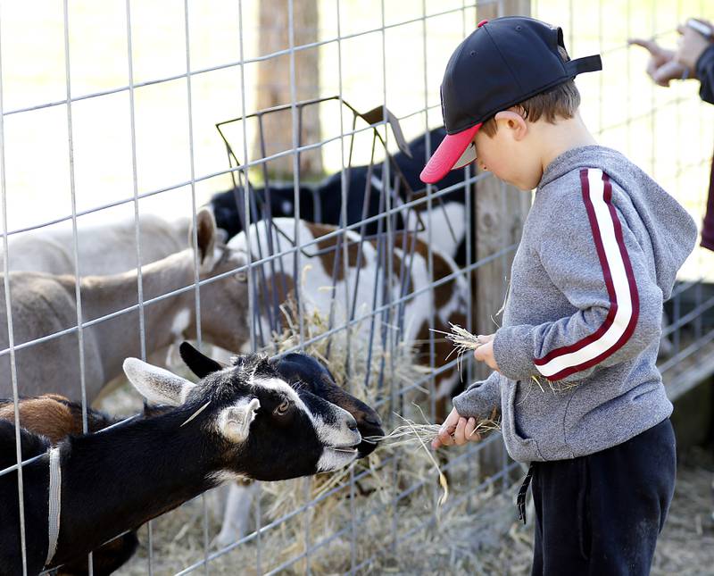 Nick Konkolewski, 6, feeds goats on Monday, Oct. 10, 2022, at Richardson Adventure Farm, 909 English Prairie Road in Spring Grove. The farm's main attraction is a James Bond-themed corn maze, but it also features a 50-foot observation tower, train rides, a carousel, picnic areas, wagon rides, a zip line, 150- and 100-foot slides, zorbing, a petting zoo, pumpkin patch, goat feeding area, pedal kart tracks, live music on weekends, a kid's play area, jumping pillows, pig races, air cannons, a paintball shooting gallery, indoor restrooms, gift shop and wine tasting bar.