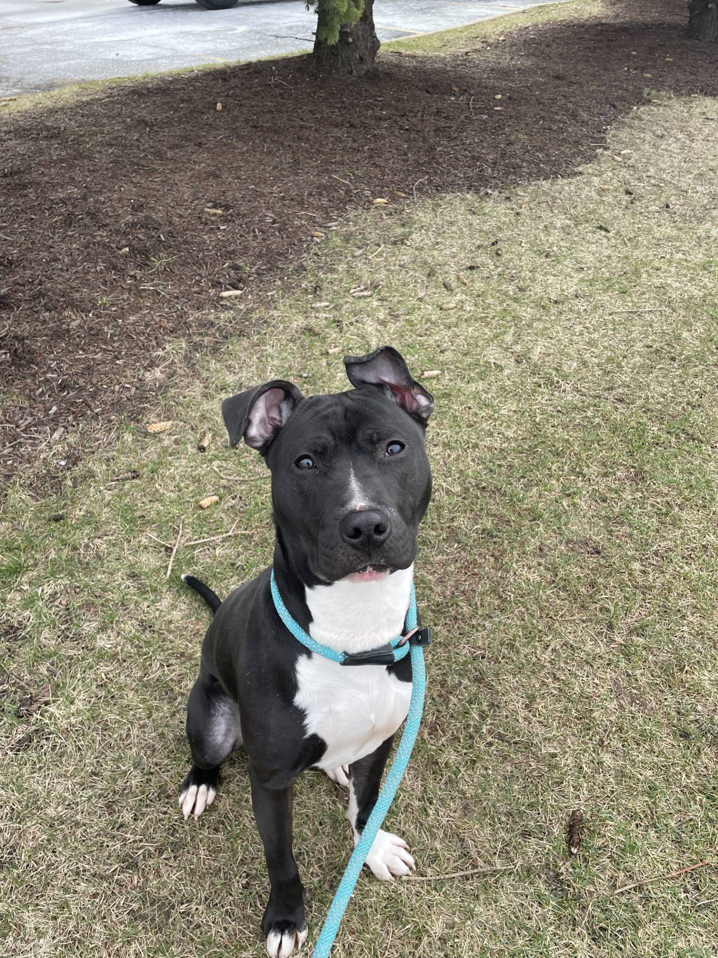 Pluto is a 1-year-old, lovable terrier. He loves to play but also settles down quickly when needed. He does amazingly well with other dogs and is shy and sweet around the kitties at the rescue. He loves to meet new people and will sometimes end up in a lap for some attention. To meet Pluto, email Dogadoption@nawsus.org. Visit nawsus.org.