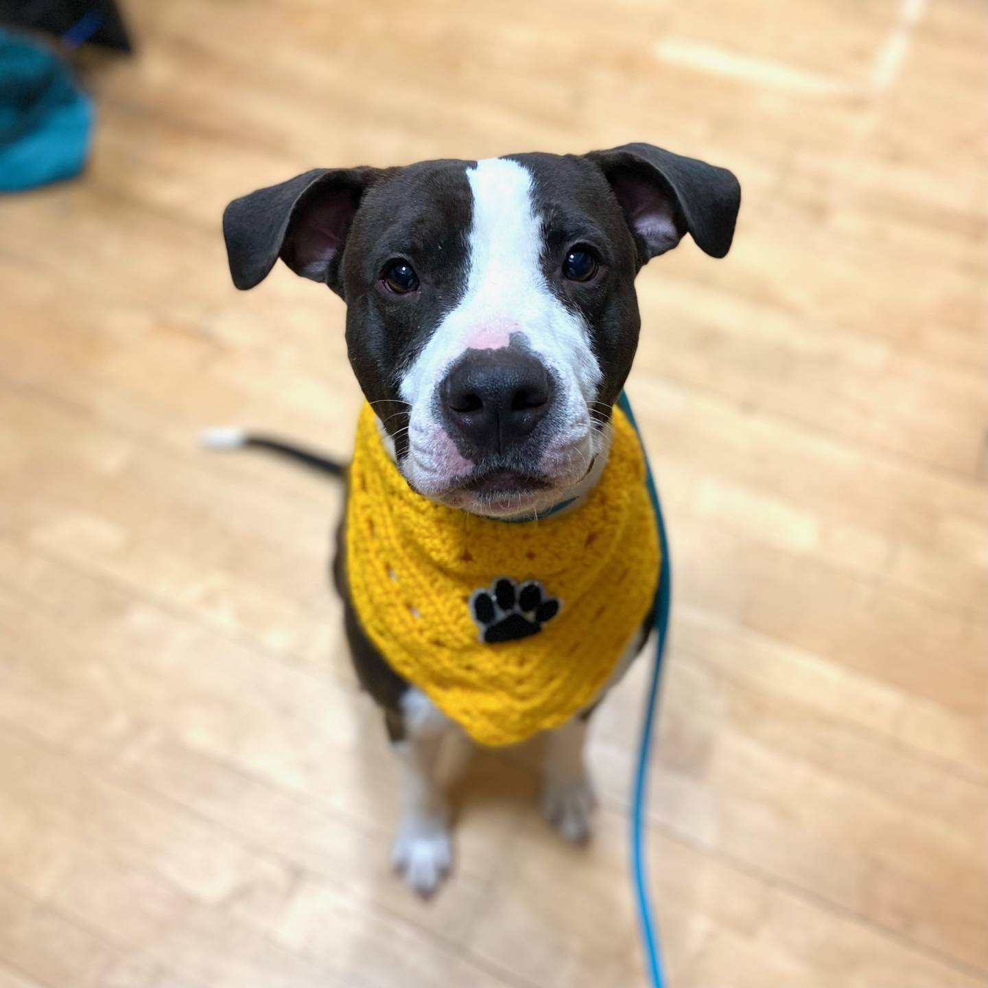 Cowboy is a sweet, happy, loving 10-month old terrier. He has plenty of puppy energy but snuggles in his blankets when he is tired. He loves to play and is a big fan of treats. Cowboy is timid with strangers. Once he’s comfortable, he crawls onto laps for attention. Cowboy does well with other dogs. He will be a great addition to a family. To meet Cowboy, email Dogadoption@nawsus.org. Visit nawsus.org.