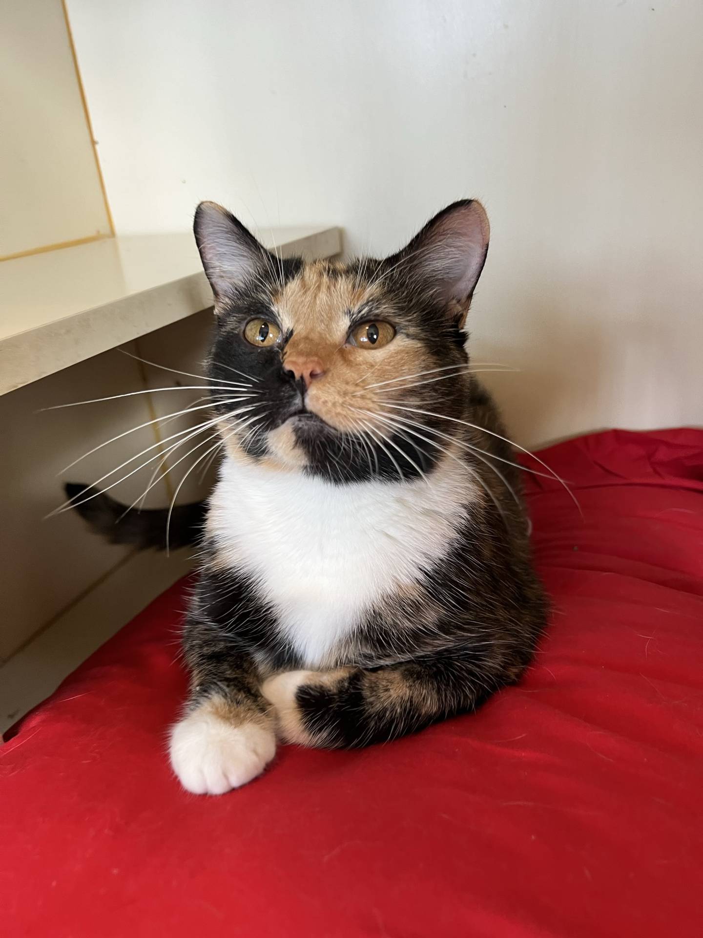 Rainbow is a 3-year-old calico that was rescued from a high-kill shelter with her litter of kittens. She was a patient and nurturing mother and, now that her kittens, are adopted, deserves a loving home.  She is friendly and gentle and good with other cats and children. She enjoys attention, pets, and will seek out attention. To meet Rainbow, email Catadoptions@nawsus.org.