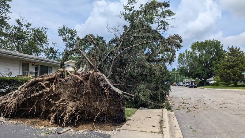 A large, uprooted tree covers a yard on Saint Joseph Avenue in Marycrest subdivision in Joliet, Tuesday, July 16, 2024, after Monday night's storm.
