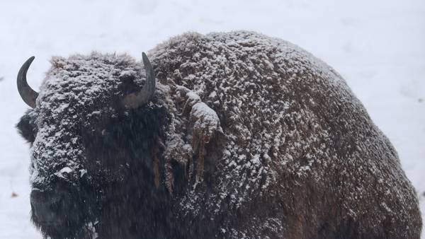Photos: Early winter arrives as Illinois Valley blanketed in snow again