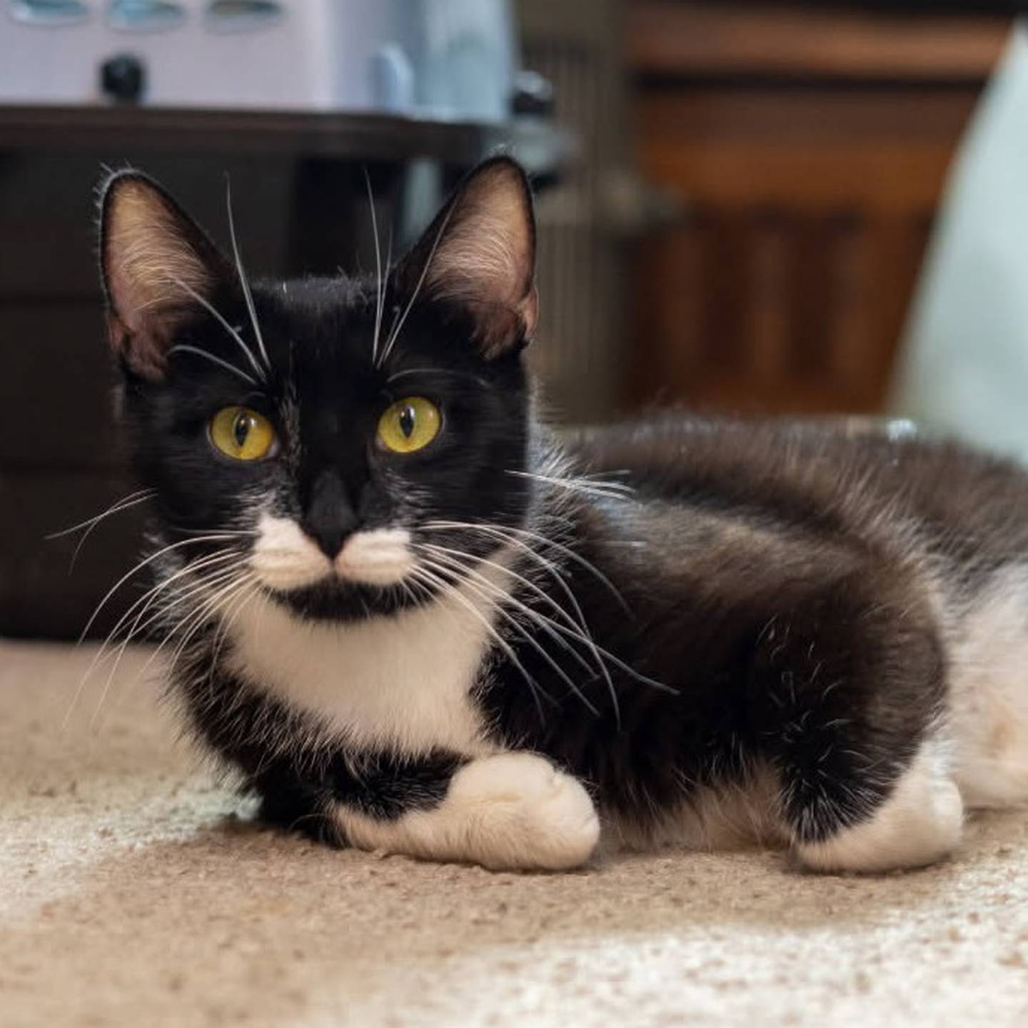 Meet Jewel This sweet former mama is ready to be your baby. Jewel is affectionate, playful, and always up for snuggles. Jewel does well with dogs, cats, and even bunnies. She is also a former mother. To meet Jewel, visit thekittysquad.com/adoptables.