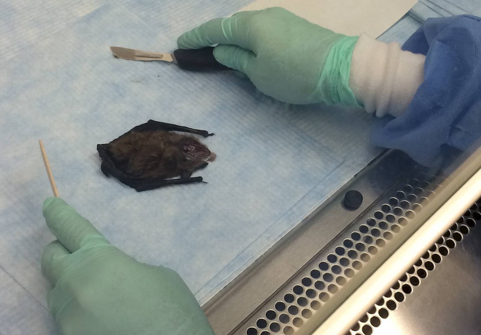 Rabies Bats and the unsuspecting homeowner Shaw Local