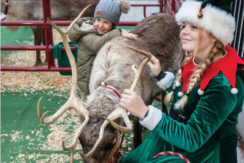 A close but more laid-back cousin to the caribou, reindeer represent a distinct subspecies and longtime friends to humans. (Photo by Nathan Lambrecht/©Journal Communications)