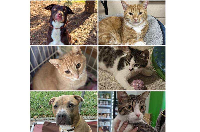 The Herald-News presents this week’s Pets of the Week. Read the description of each pet to find out about it, including where it can be adopted in Will County.