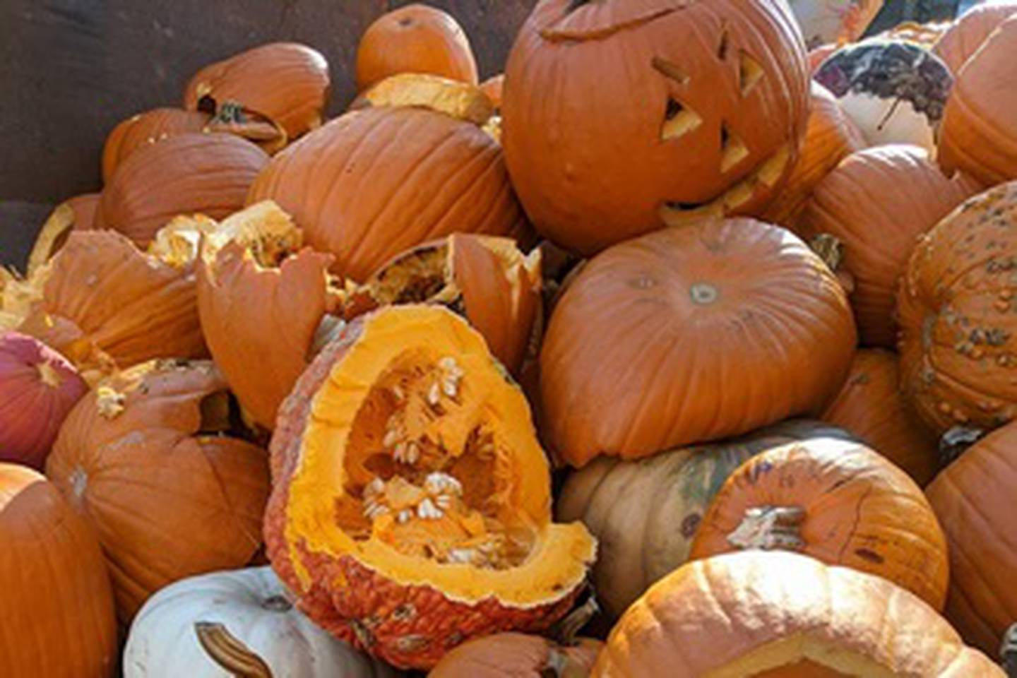A pile of pumpkins safely smashed at an event and ready to be taken to a composting facility to help reduce waste and emissions one pumpkin at a time.