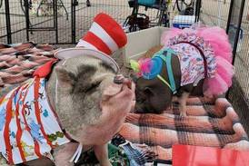 Frank Swine-atra to visit Fulton’s Wild Winter Wednesday program Feb. 11