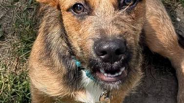 Scruffy puppy ready to win over hearts of forever family
