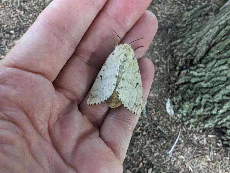 Despite attempts to eradicate it, the spongy (formerly gypsy) moth continues to impact trees throughout our area. This female, full of eggs, was found in Mt. St. Mary Park in St. Charles in July 2023.