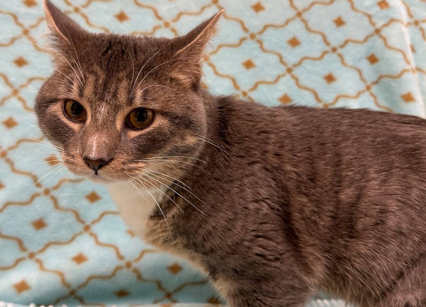 One-year-old Ojabu is a very outgoing and ready to find a home. He loves attention from people and reaches out his little paws when people walk by his cage. He perks up when it’s wet food time. He loves his food and gets extra chatty when it’s time for his next meal. To met Ojabu, call Joliet Township Animal Control at 815-725-0333.