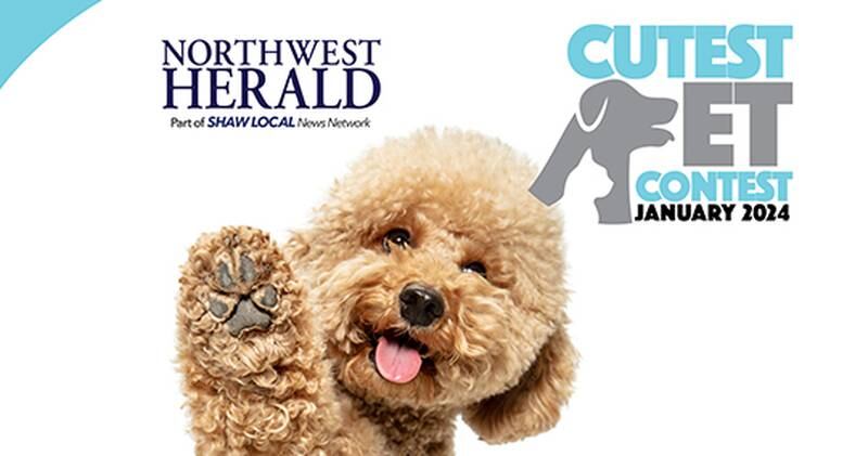 NWH JAN CUTE PET PROMO