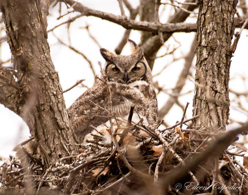 Join a “Holiday Owl Prowl” on Dec. 26 at the Forest Preserve District of Will County’s Plum Creek Nature Center. It’s one of several hikes scheduled by the Forest Preserve as 2021 draws to a close.