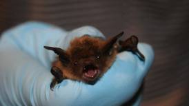 Health officials warn about rabid bats in McHenry County