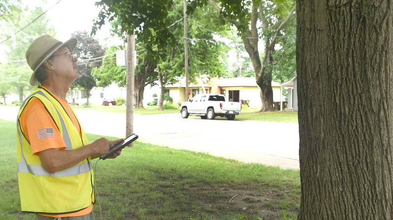 A worker with the company performing a tree inventory for the city of Oregon checks out one of the trees in the terrace on N. Sixth Street on July 6, 2022.