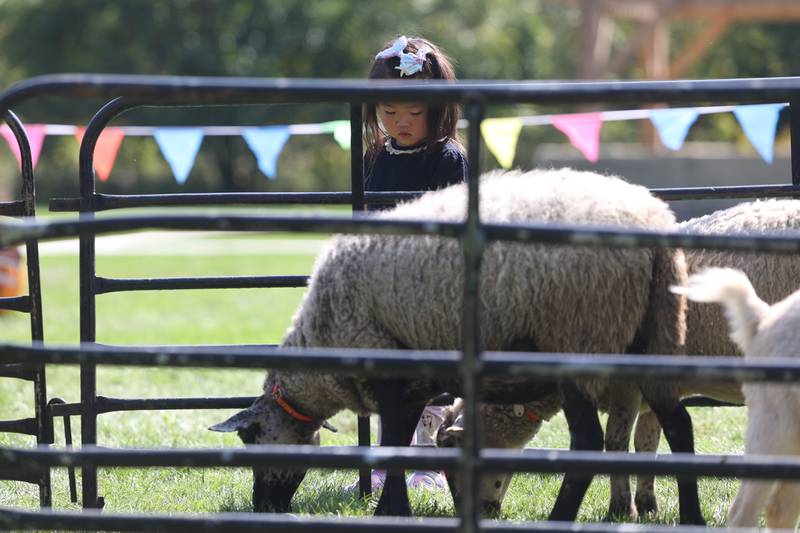 Olivia Li, 3-years old, feeds the sheep at the Autumn Family Fun Fest on Saturday, Sept. 23, 2023 in Plainfield.