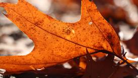 Use Labor Day weekend to plan your fall colors
