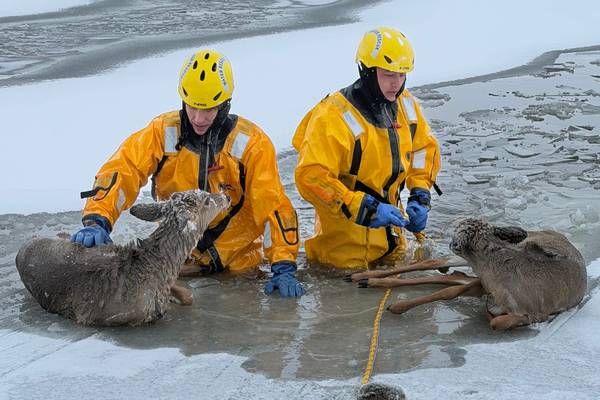 Firefighters pull young deer off ice in Pistakee Bay in McHenry Township