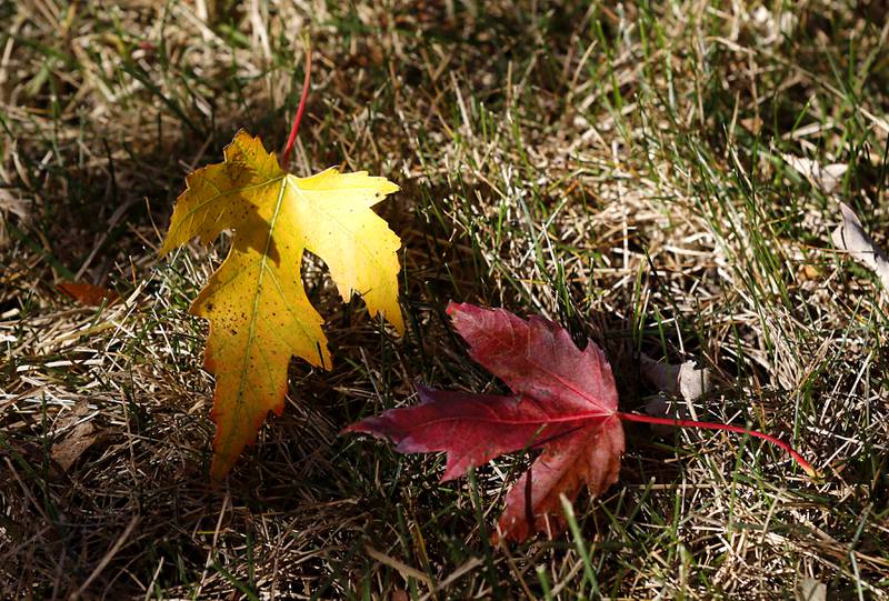 Leaves lie on Thursday, Oct. 17, 2024, in a yard in Crystal Lake.