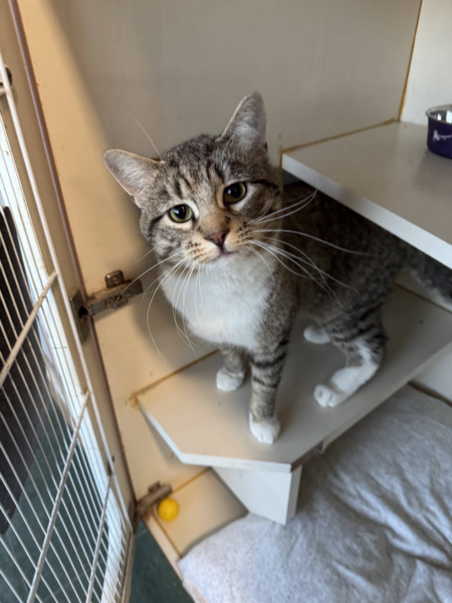 One-year-old Kringle was rescued from a local animal control after he was at risk of euthanasia. He is charming, sweet and friendly and deserves a long life full of love. Kringle is outgoing and curious about new people, and he will greet visitors and look for attention. He enjoys being petted, and he loves to snuggle in his soft kitty bed and take long naps. Kringle will be a great addition to a home. To meet Kringle, email Catadoptions@nawsus.org with any questions or to meet him. Visit nawsus.org.