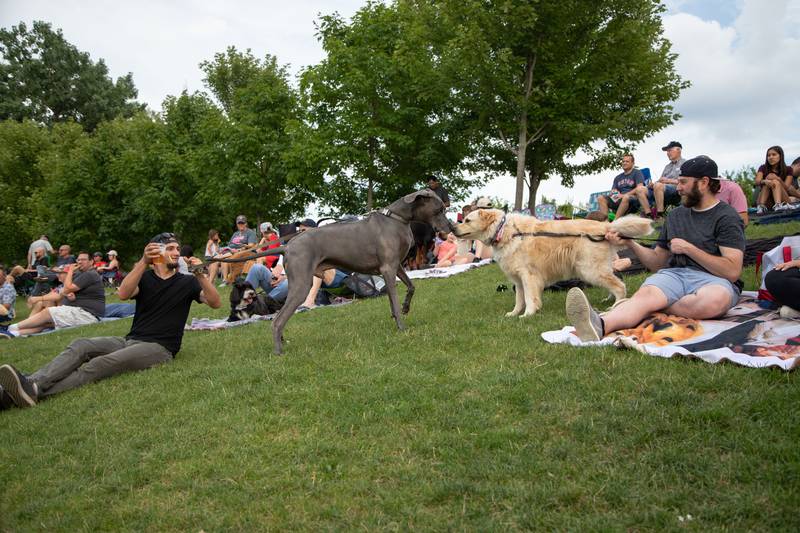 Dogs, Roman (left) and Murphy (right) play with each other at the Kane County Cougar's "Bark in the Park" event at Northwestern Medicine Field on Tuesday, July 26, 2022.