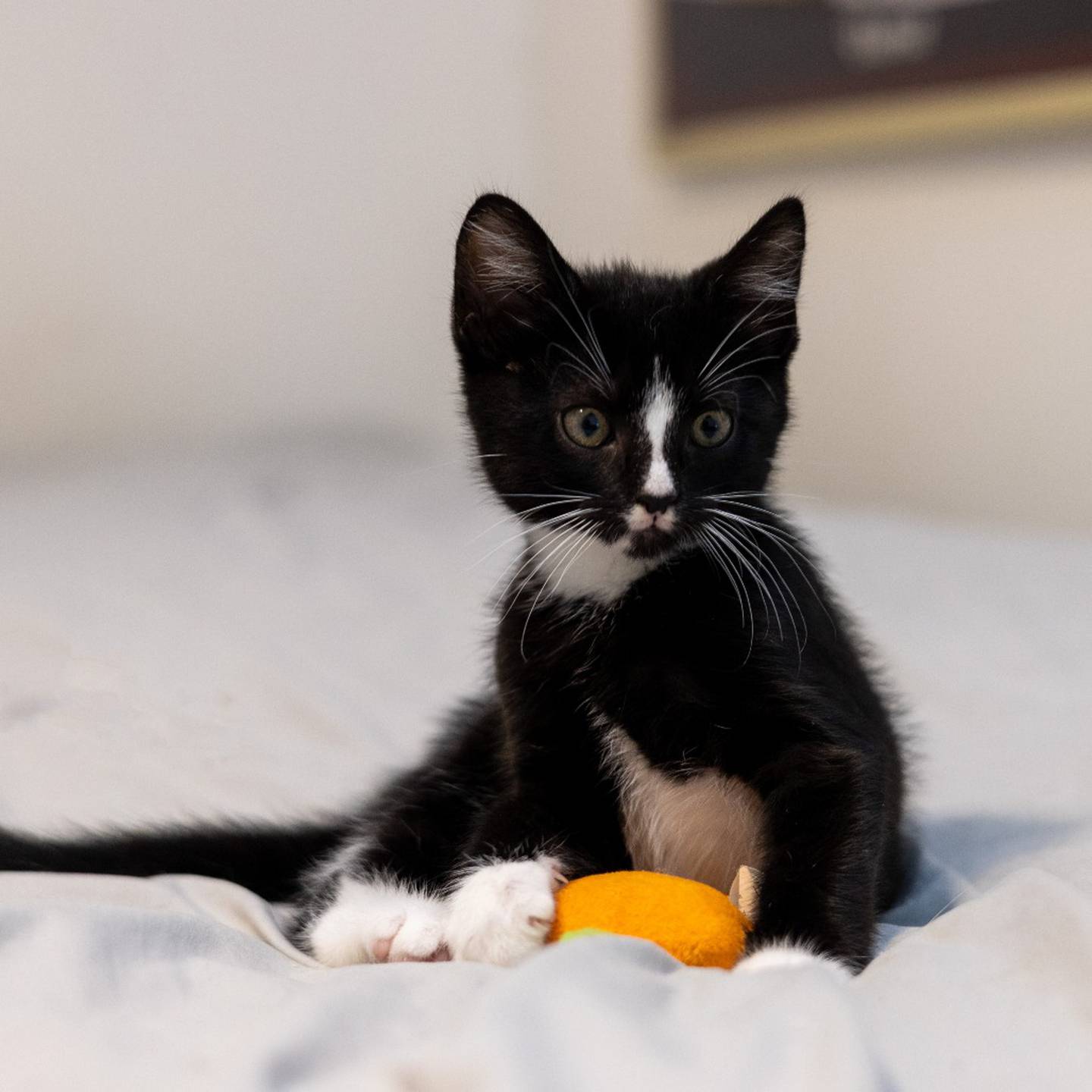 Rath is the perfect mix of playfulness and sweetness. He also does well with cats, dogs and rabbits. To meet Rath, visit thekittysquad.com/adoptables.
