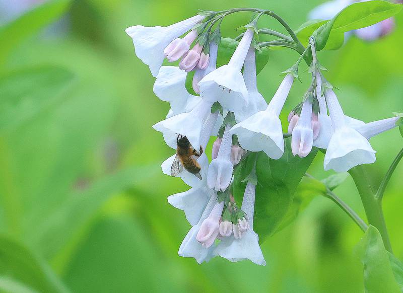 A bee pollinates a bluebell along the trailhead to Illinois Canyon on Monday, April 13, 2026 in Starved Rock State Park.