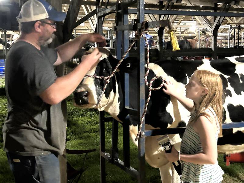 Carefree 4-H Club member Emily Harbaugh, 10, of Chana, and her dad, Scott, prep Ally their holstein cow for showing on Wednesday, July 31, 2024 at the Ogle County 4-H Fair.