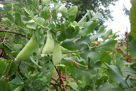 La Salle County Farm Bureau to hold freezer food fundraiser