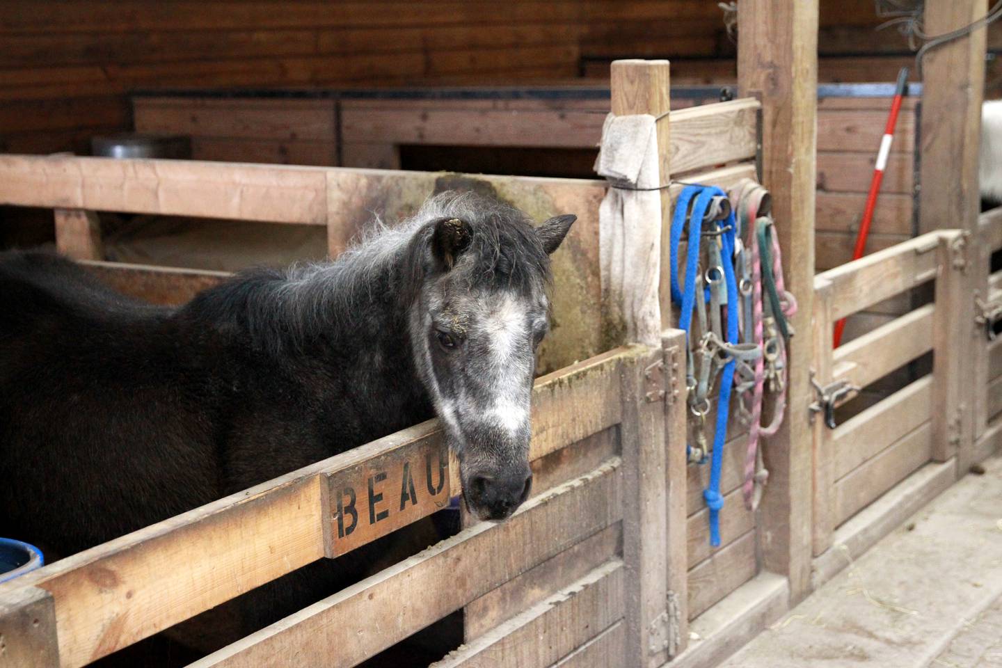 Beau is a miniature horse and resident of Casey’s Safe Haven in Maple Park.