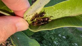 Good Natured in St. Charles: Reasons emerge to dislike earwigs a little less