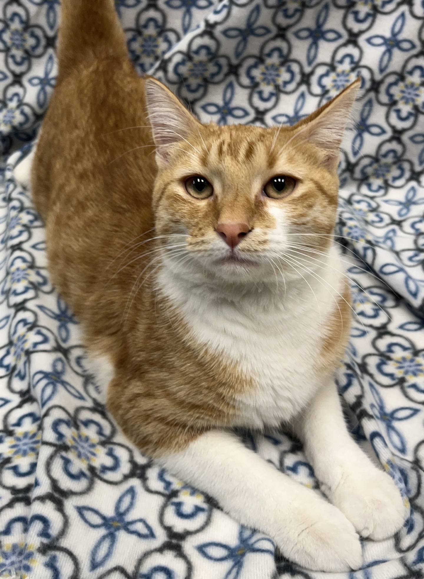 Soren is a 2-year-old goofy tabby that’s always up for a good time with people or other cats. He loves good catnip and will play with wand toys as long as someone play with him. Soren is very outgoing and is curious about everyone. To meet Soren, call ForePaws at 779- 456-7899.