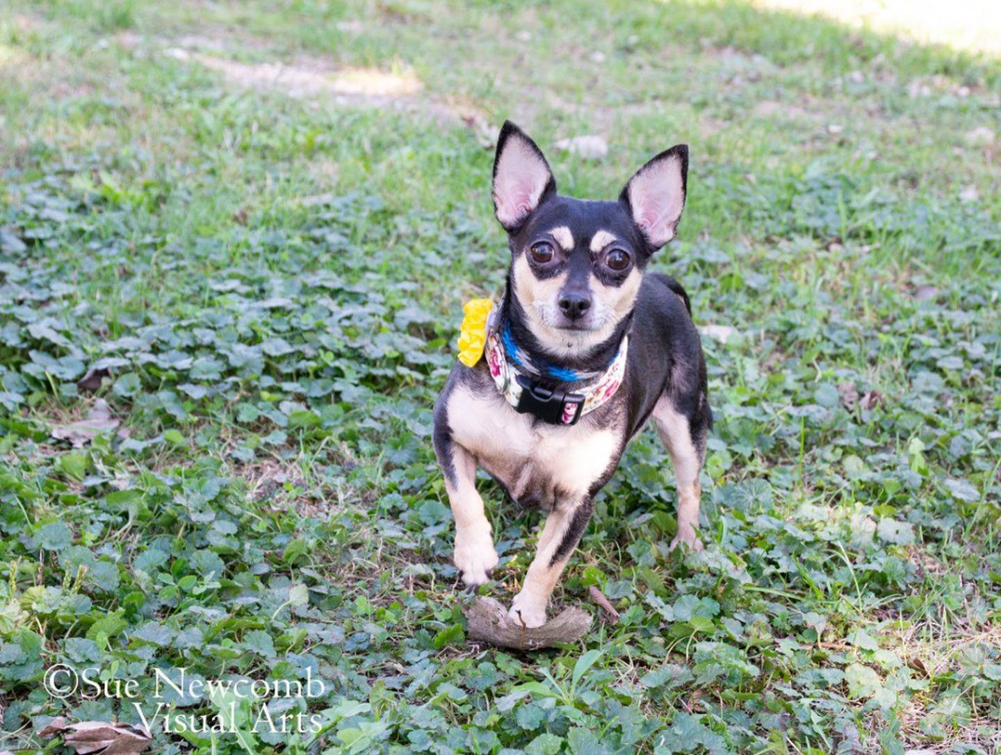 Kiwi is a 9-pound, 8-year-old Chihuahua, who can be nervous when meeting new people. Once Kiwi is comfortable, she loves to take naps in her people’s laps and snuggle beneath the blankets. Kiwi was diagnosed with mild heart failure and takes medications to manage her condition. Contact the Will County Humane Society at willcountyhumane.com and follow the instructions for the adoption process.