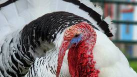 Harmony Hill Farm Sanctuary in Oregon to join global ‘Sanctuary Day’ celebration April 17