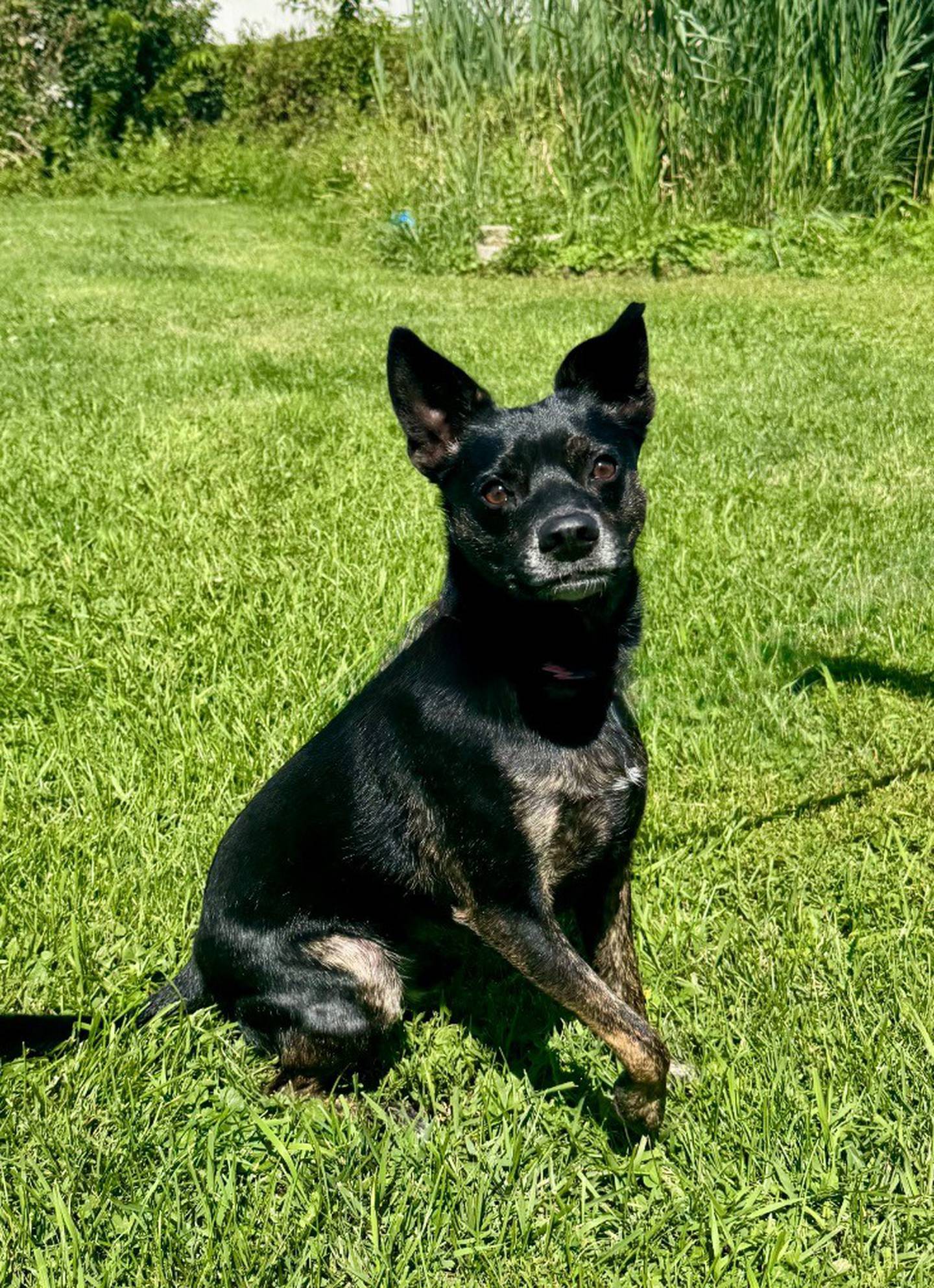 Scout is a sweet, loving, energetic 20-pound terrier/chi/cattle dog mix, who came from local animal control as an unclaimed stray. He loves people and receiving attention. He knows “sit” and “paw” and will offer those commands even when no one asks for them. Scout is very reactive and is working on leash manners. He loves to run and sniff in the grass. When Scout gets really excited, he tends to grab the leash or be a little “mouthy,” so he needs a home with no children or other pets. To meet Scout, visit the Will County Humane Society at willcountyhumane.com and follow the instructions for the adoption process.