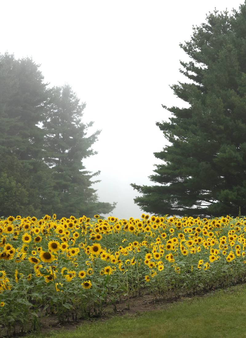 A sunflower field stands out in front of a stand of pine trees in the fog Monday, July 22, 2024, at Shabbona Lake State Recreation Area in Shabbona Township.