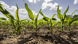 Corn Outlook: Export demand gives price reprieve 