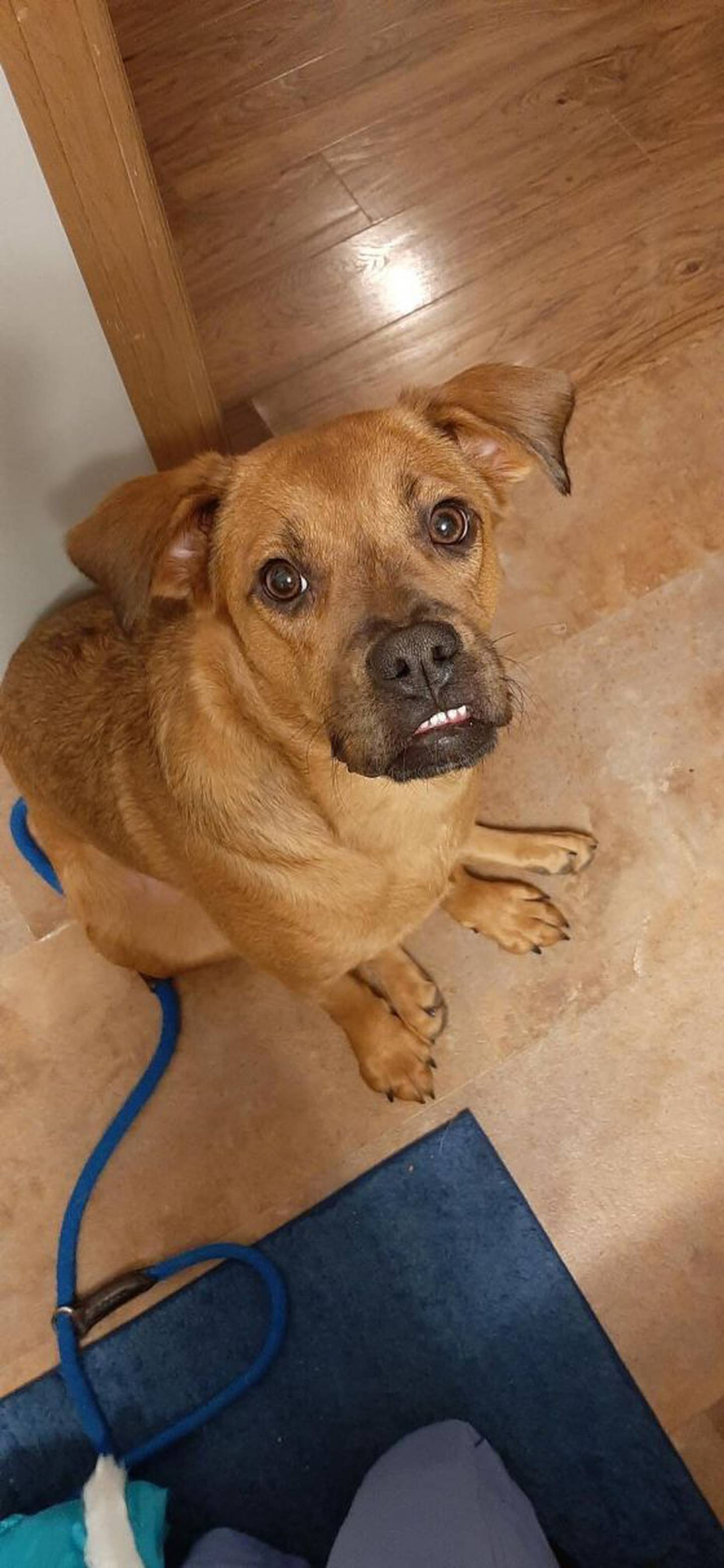 LuAnn is a 6-month-old boxer mix  While she loves dogs, living with cats is a challenge so she needs a forever family without cats. To meet LuAnn, email hopefultailsadoptions@outlook.com. Visit hopefultailsanimalrescue.org.