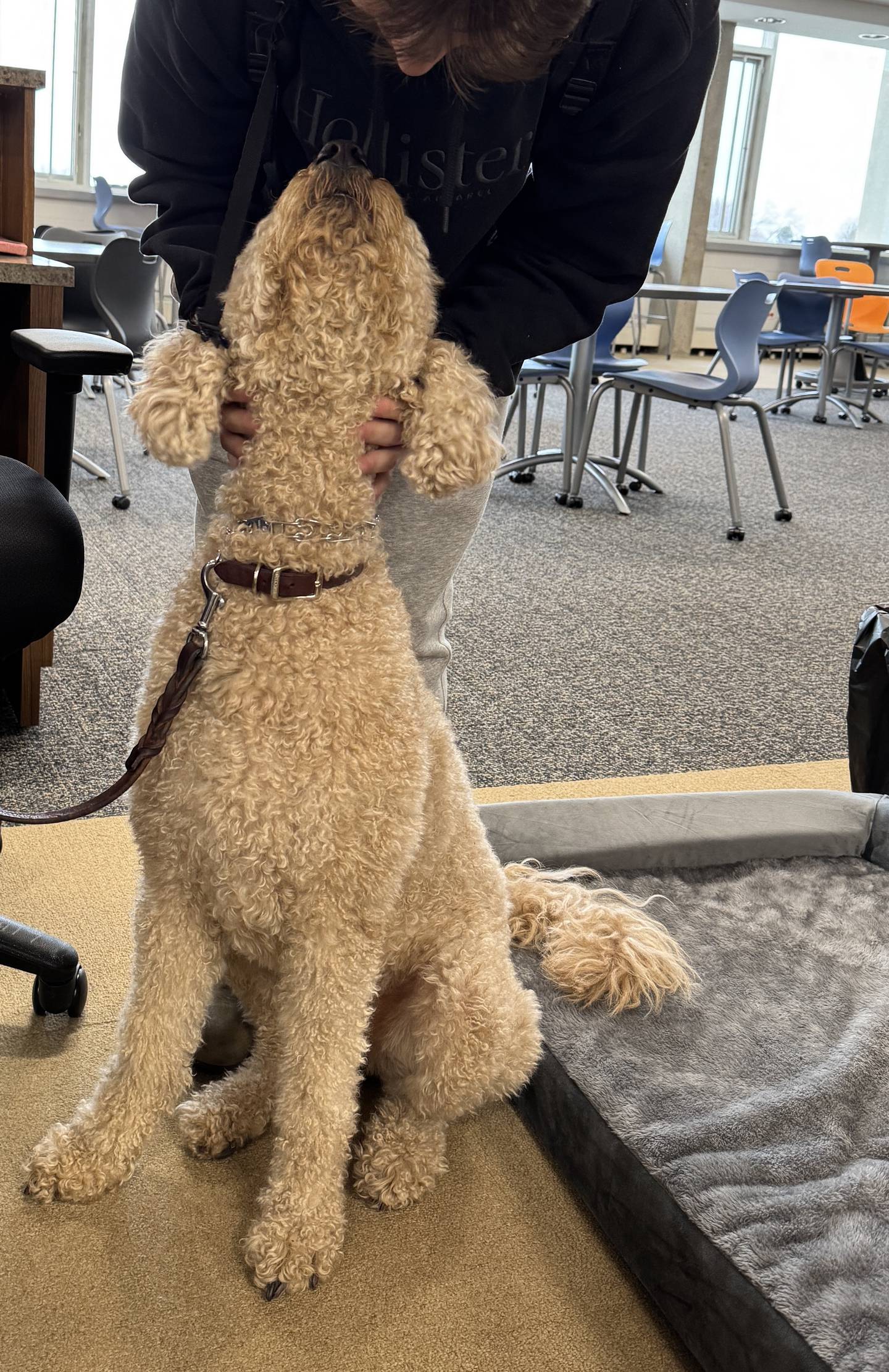 Bailey, a Goldendoodle owned by Gary and Cheryl Myers, is being trained as a comfort dog.and was at the school, comforting students going into final exams on Tuesday, Dec. 17, 2024.