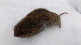 Good Natured in St. Charles: Voles scramble to dodge being snack food
