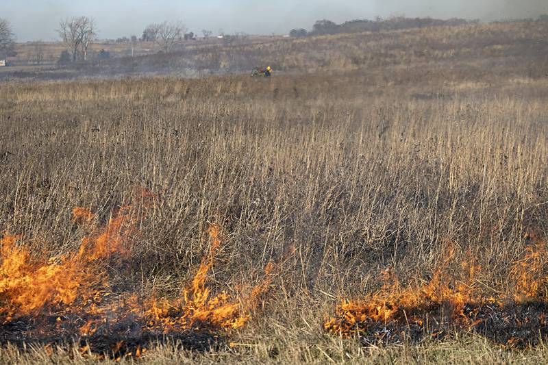 Approximately twenty-four acres were planned for the burn Tuesday, Nov. 14, 2023 at Nachusa.