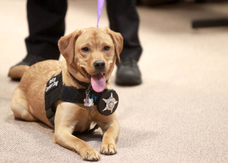 River, the Batavia Police Department’s new 11-month-old comfort dog, is sworn in on Monday, April 21, 2025 during a Batavia City Council meeting.