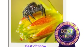 Jan. 3 ceremony set for Starved Rock photo contest winners 