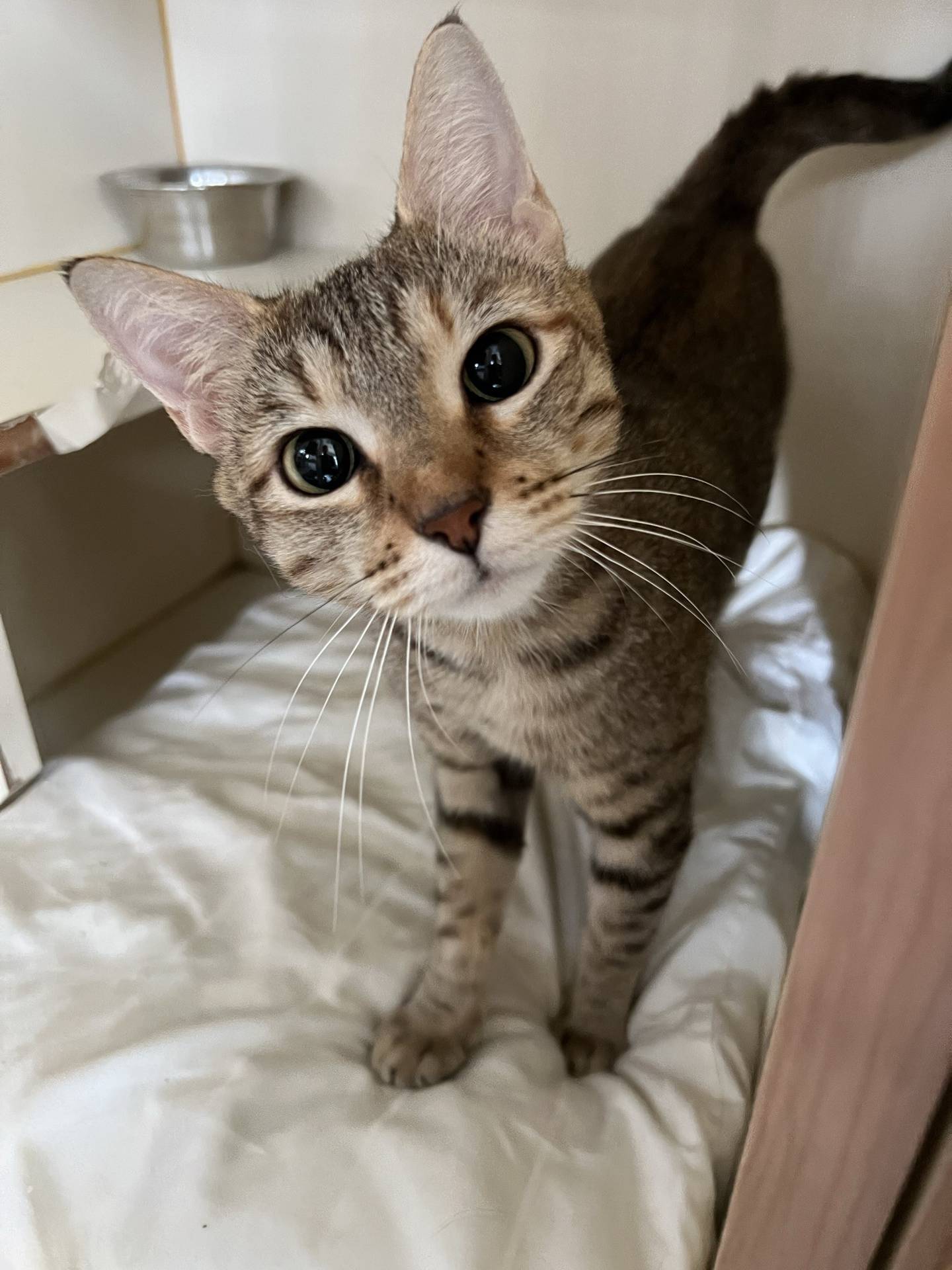 Honey is a 6-year-old female affectionate tortie that was rescued from an overcrowded shelter in Tennessee with her kittens, which have since been adopted. Honey is gentle and loves pets, snuggles and attention. Honey isn’t fond of other cats and must be the only one in a home. She will make a wonderful companion kitty. To meet Honey, email Catadoptions@nawsus.org. Visit nawsus.org.